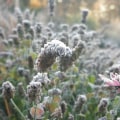 Winter Garden Joy: What Flowers Bloom in Winter Months