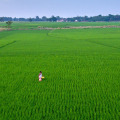 Can Subsistence Farming and Agriculture Feed the World and Strengthen Local Economies?