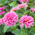 Do Zinnias Come Back Every Year or Need Replanting? Find Out Now