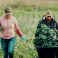 What is Harvesting? Exploring the Essential Process of Gathering Crops and Its Impact on Agriculture