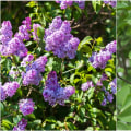 When Do Lilacs Bloom? Your Essential Guide to Gorgeous Spring Blossoms