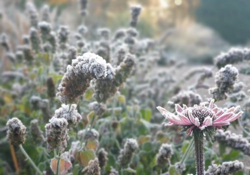 Winter Garden Joy: What Flowers Bloom in Winter Months
