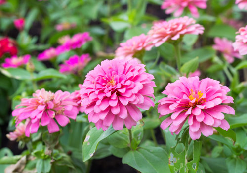 Do Zinnias Come Back Every Year or Need Replanting? Find Out Now