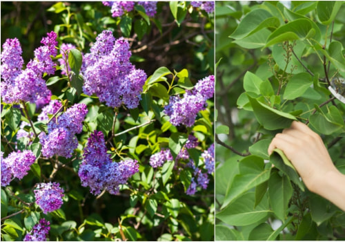 When Do Lilacs Bloom? Your Essential Guide to Gorgeous Spring Blossoms