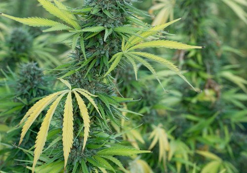 How Long Does Suver Haze Take to Flower? Complete Timeline